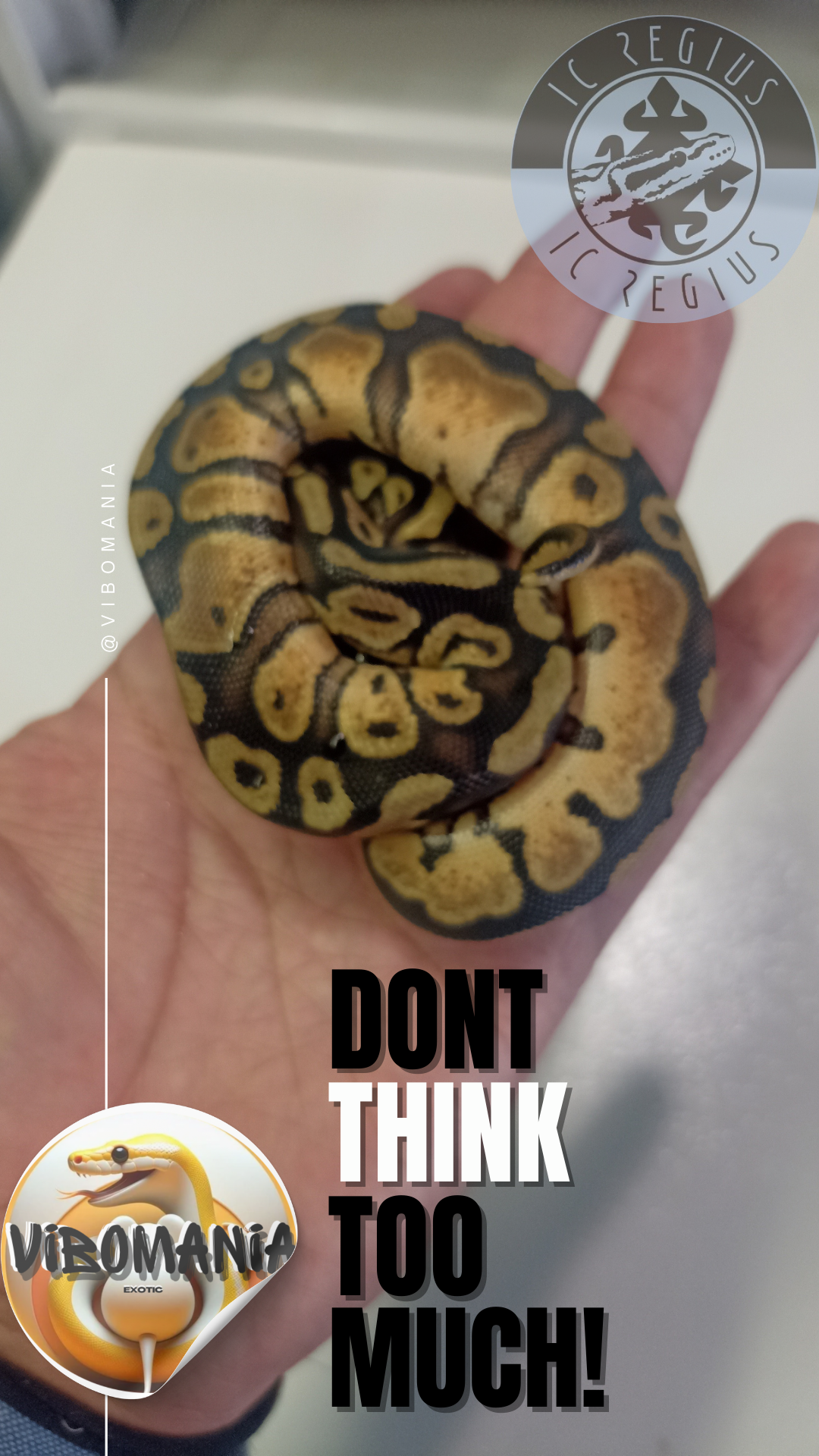 piton bola Vibomania