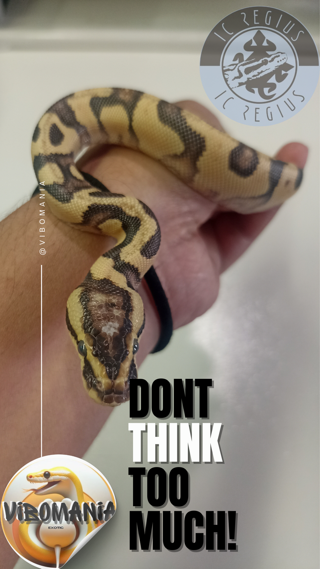 piton bola Vibomania