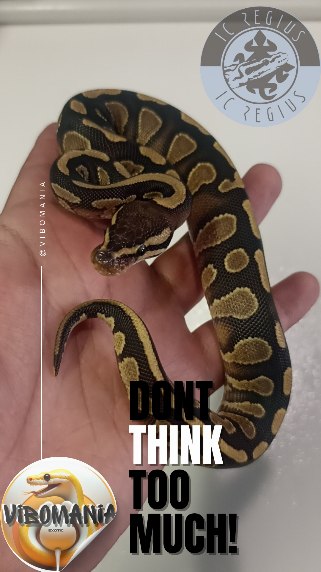 piton bola Vibomania