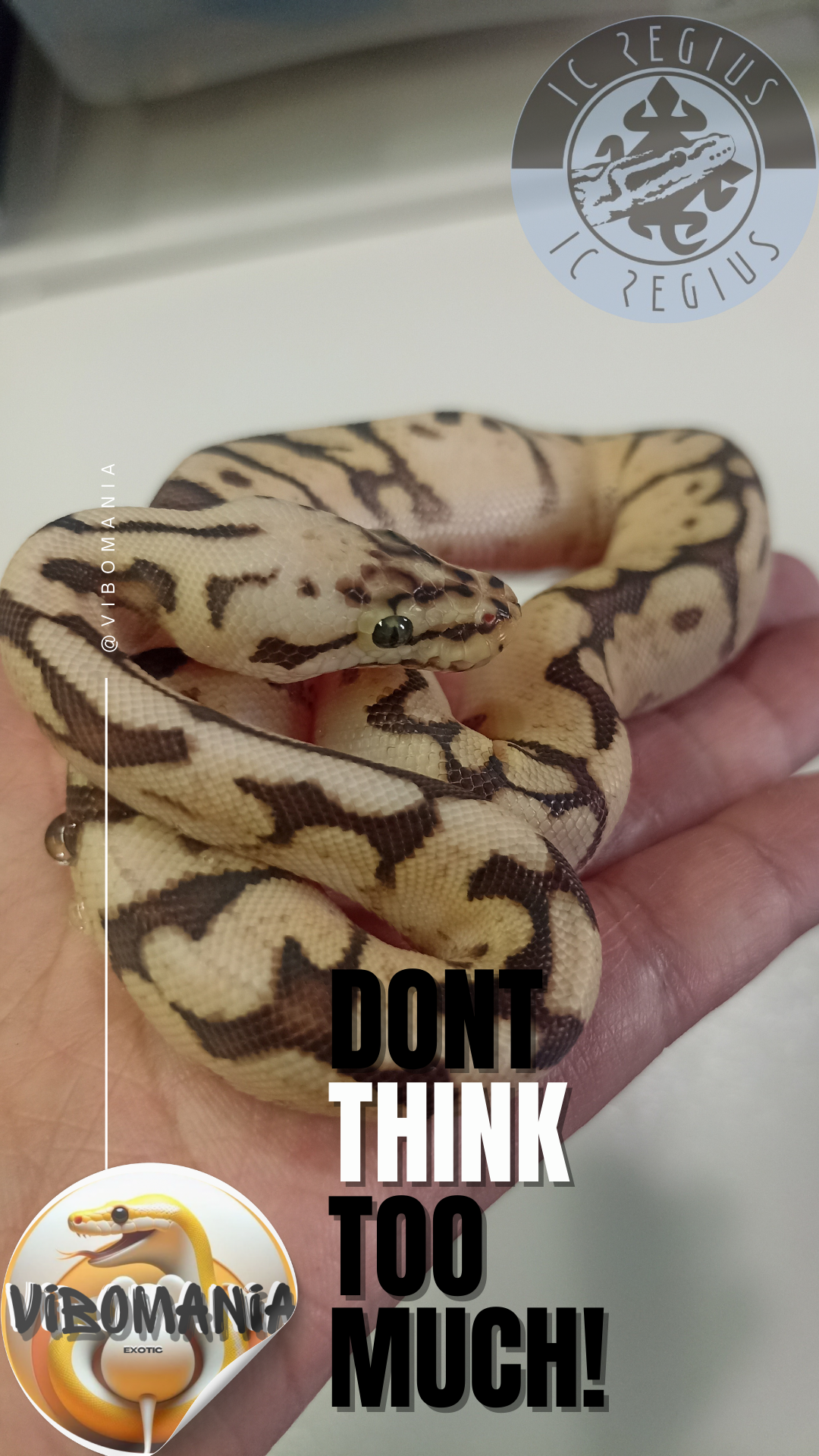 piton bola Vibomania