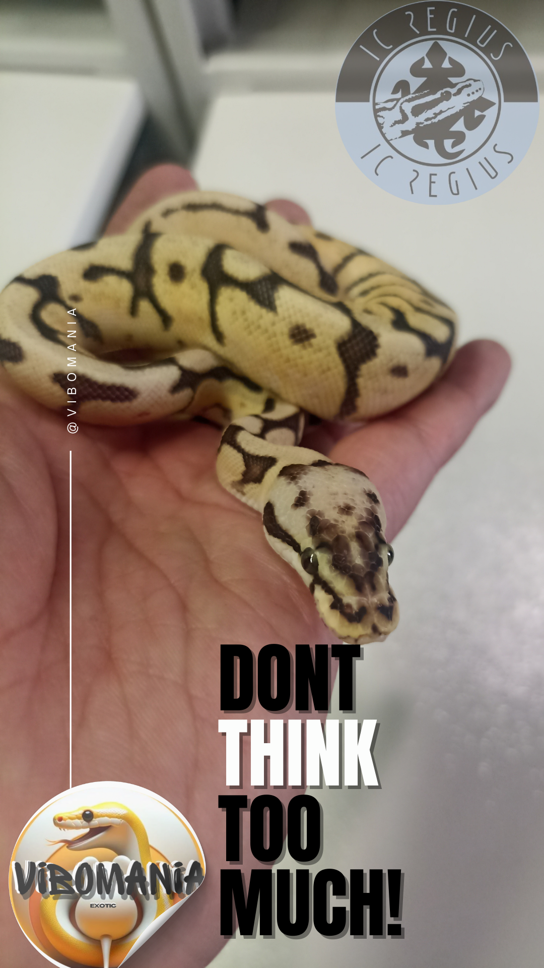 piton bola Vibomania