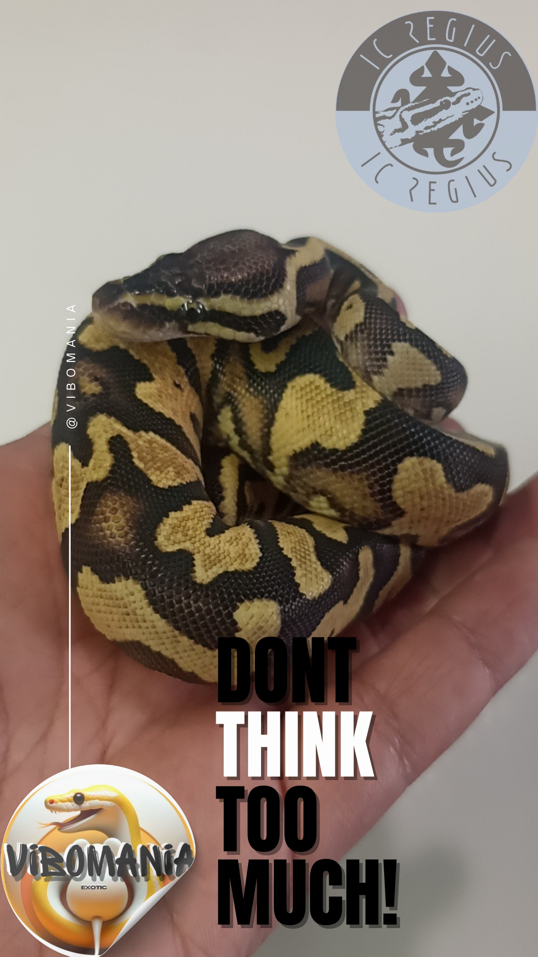 piton bola Vibomania