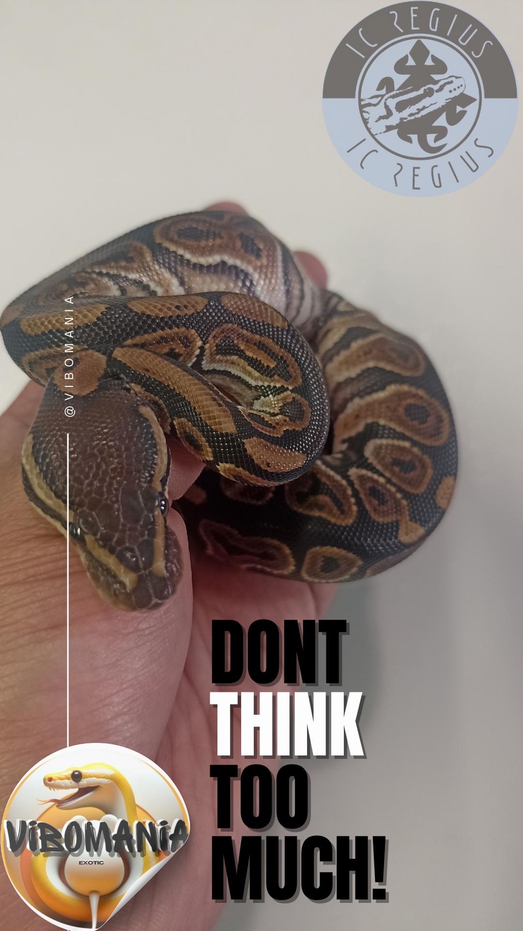 piton bola Vibomania