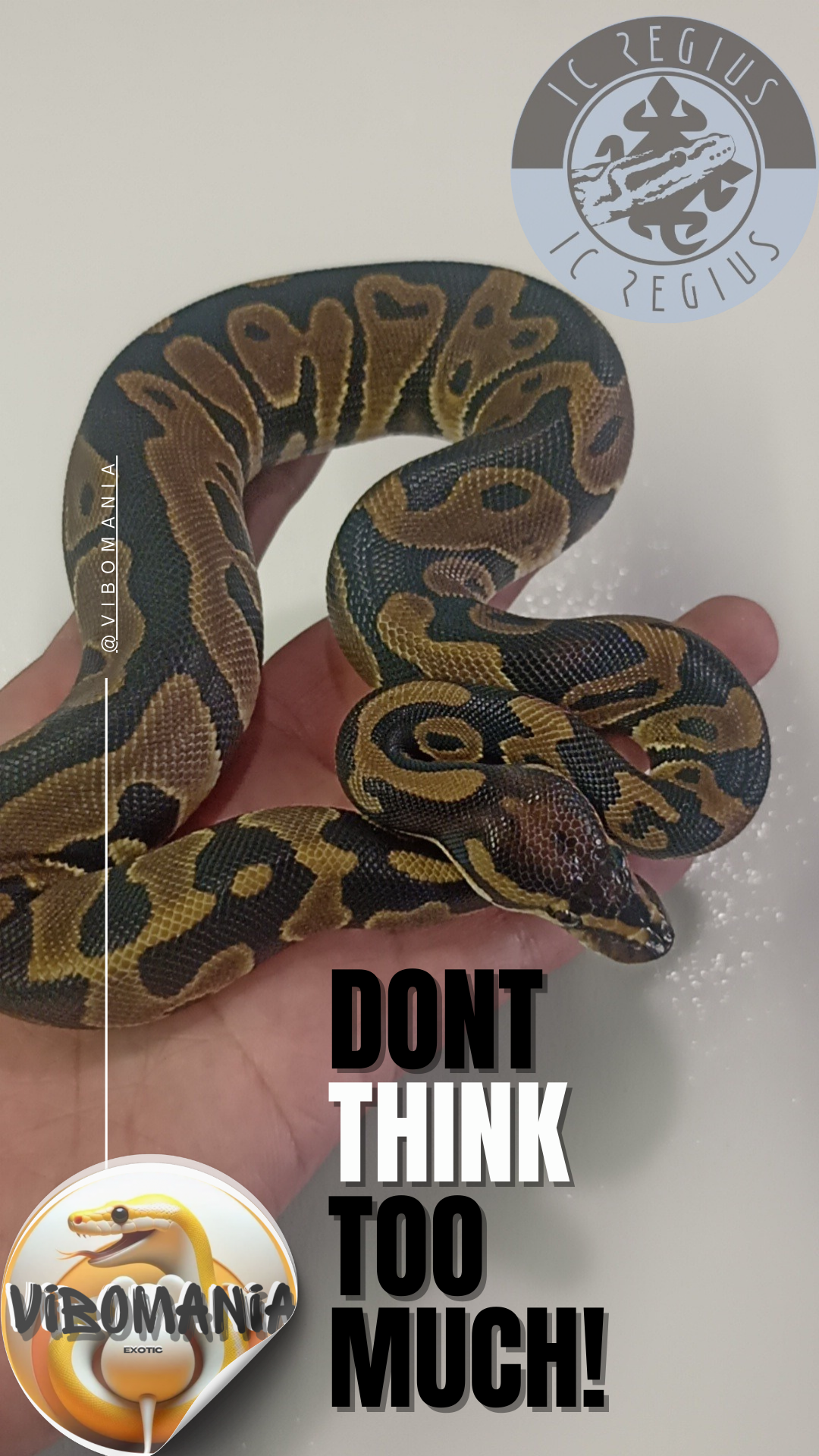 piton bola Vibomania