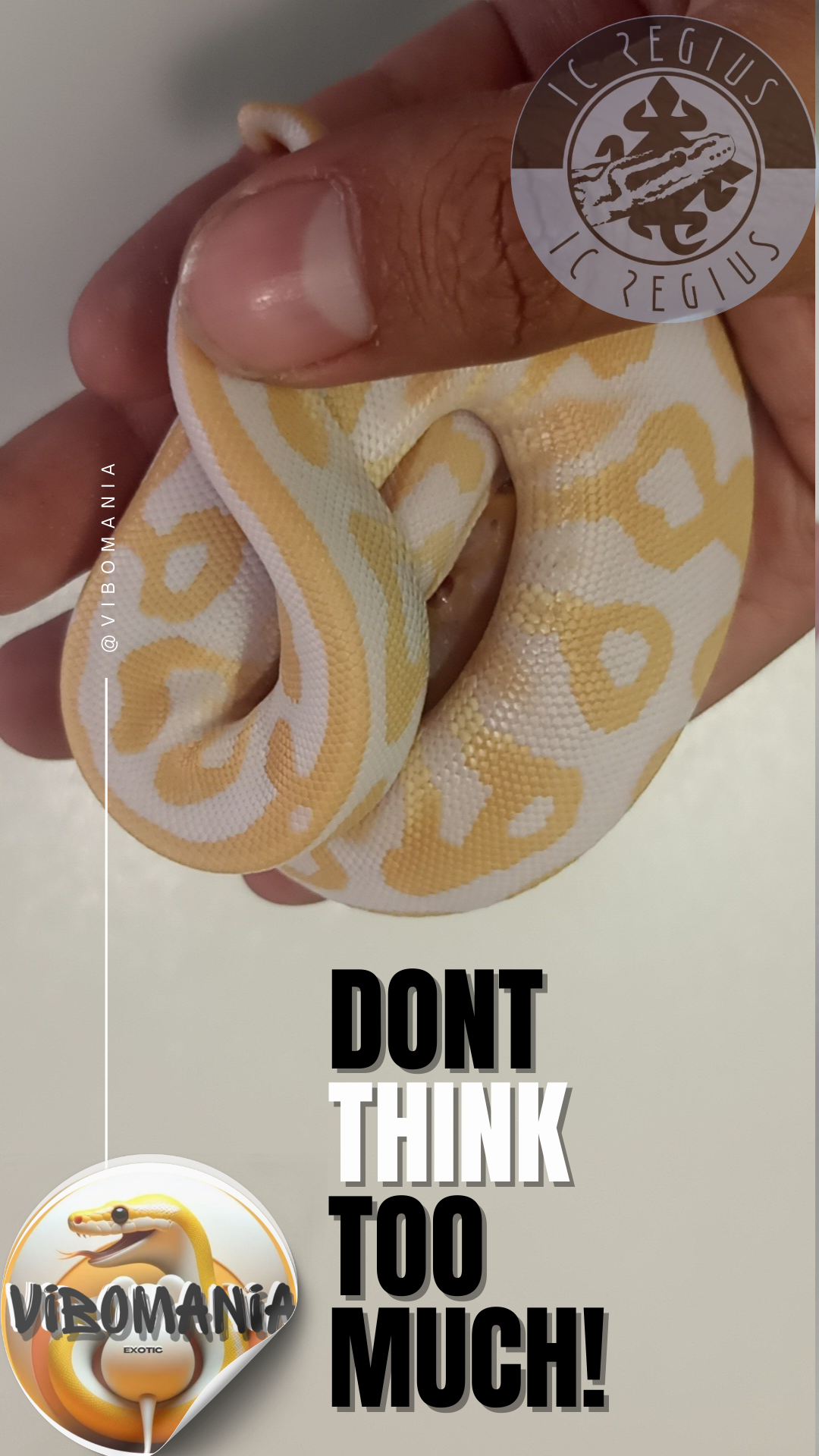 piton bola Vibomania