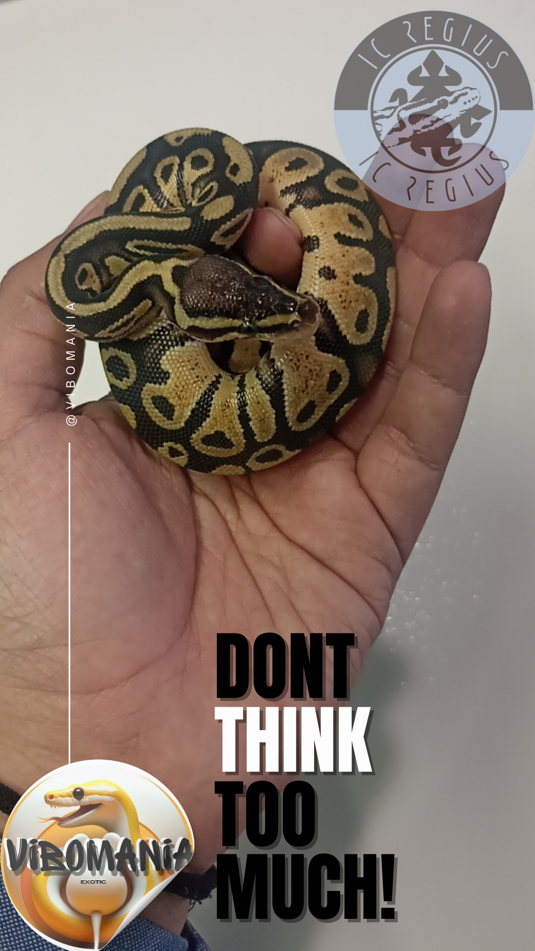 piton bola Vibomania