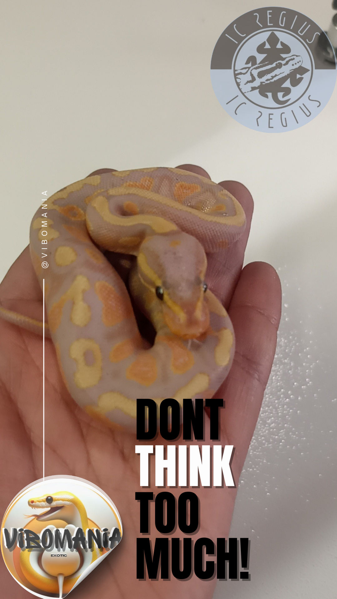 piton bola Vibomania