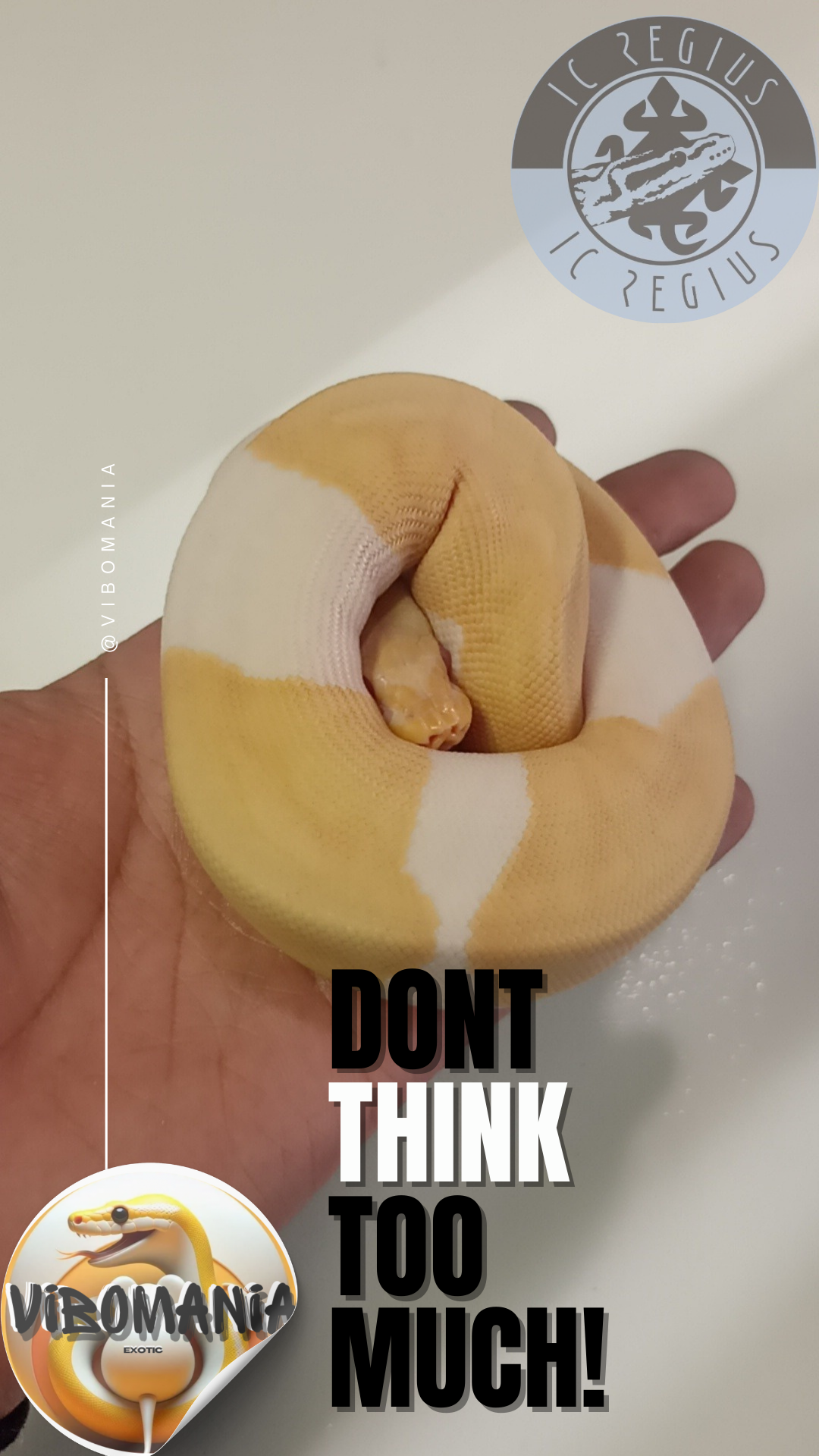 piton bola Vibomania