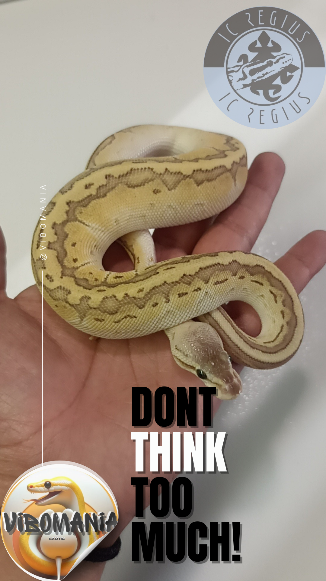 piton bola Vibomania