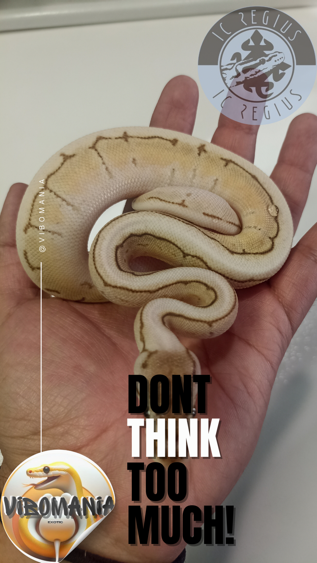 piton bola Vibomania