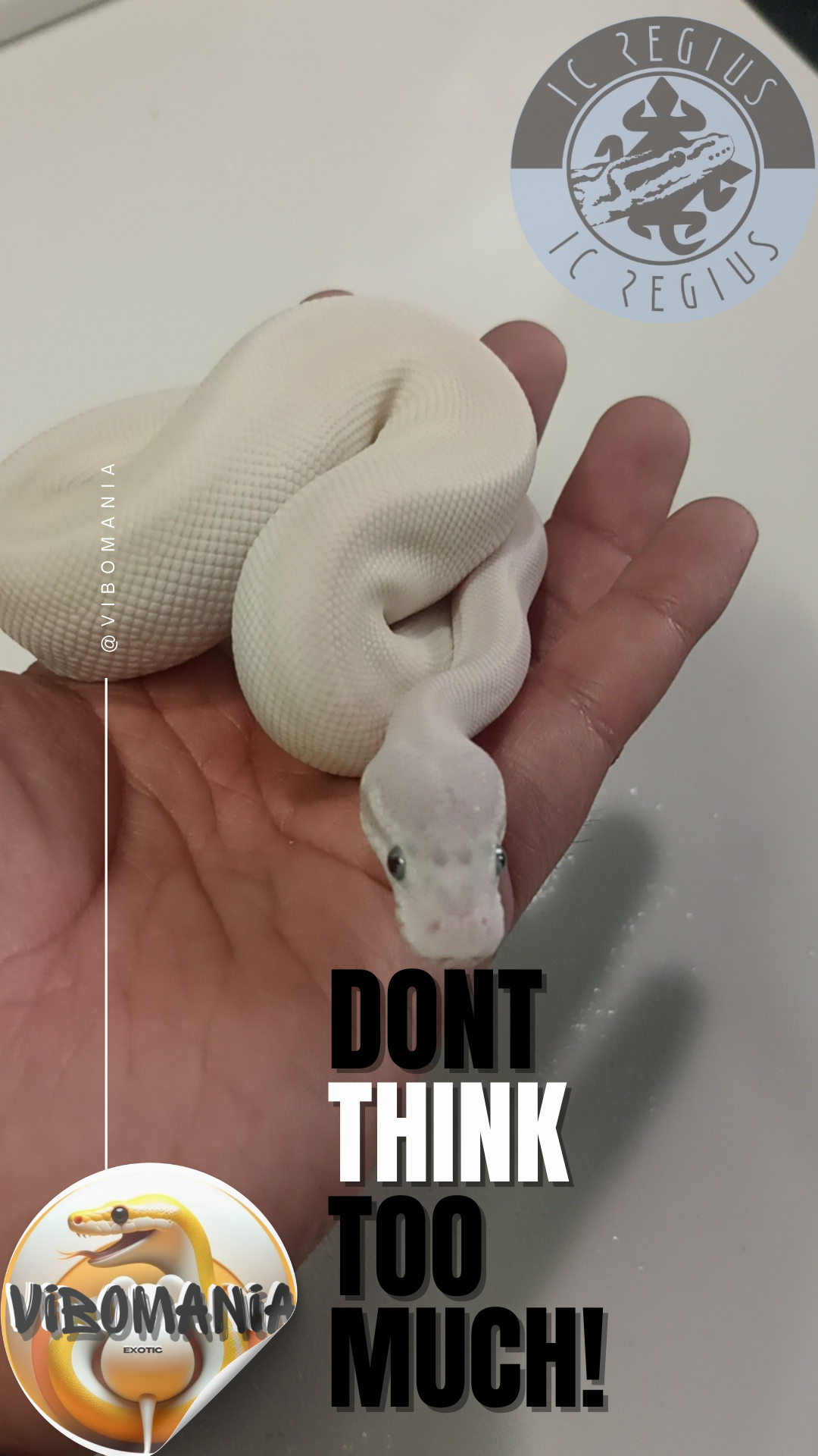 piton bola Vibomania