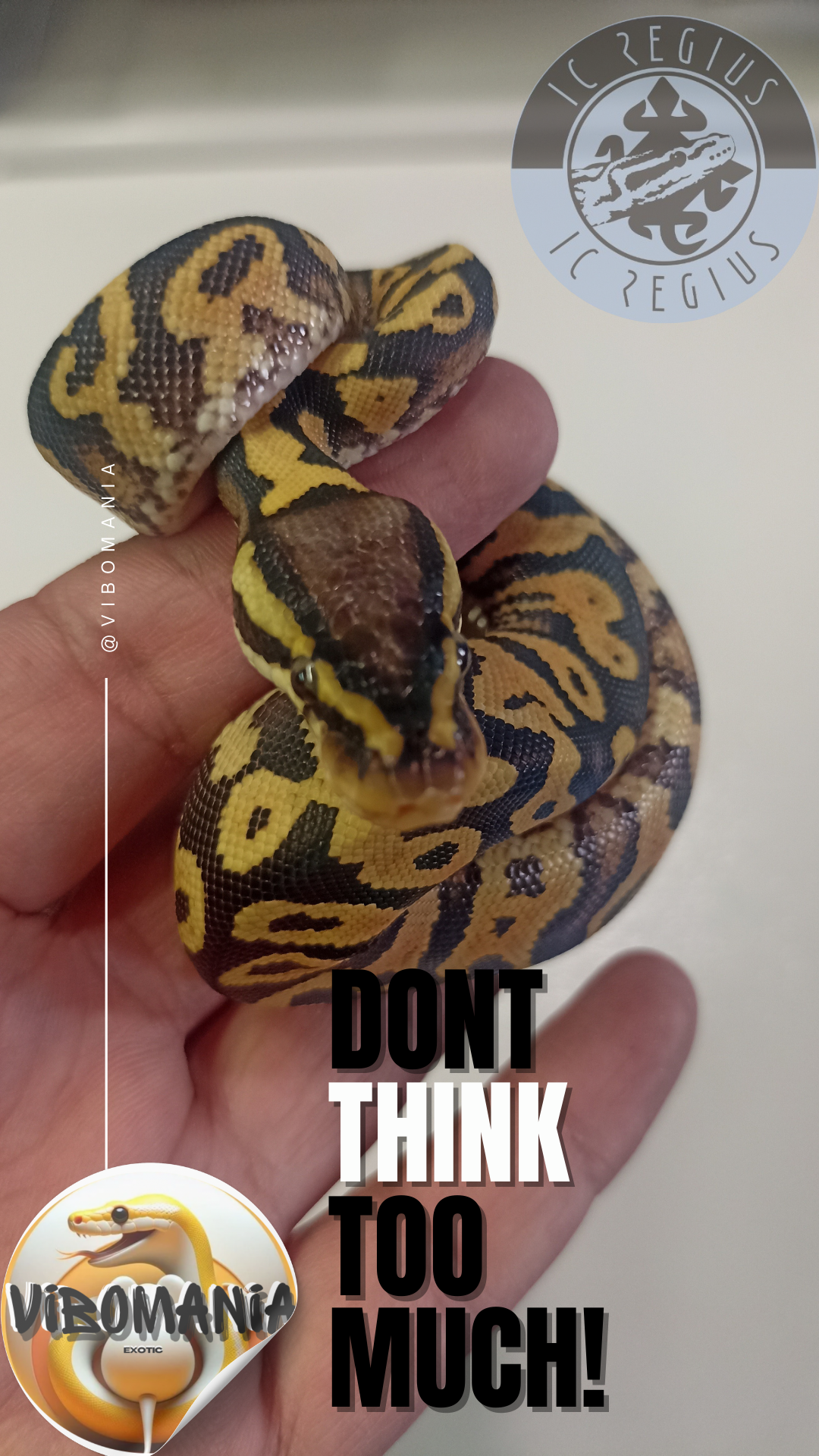 piton bola Vibomania