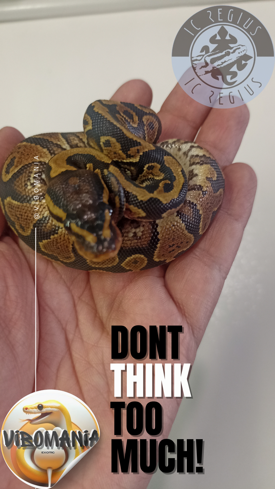 piton bola Vibomania