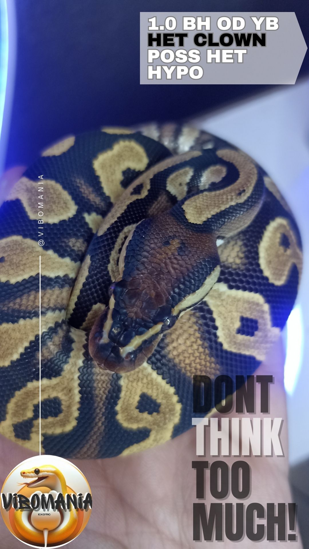 piton bola Vibomania