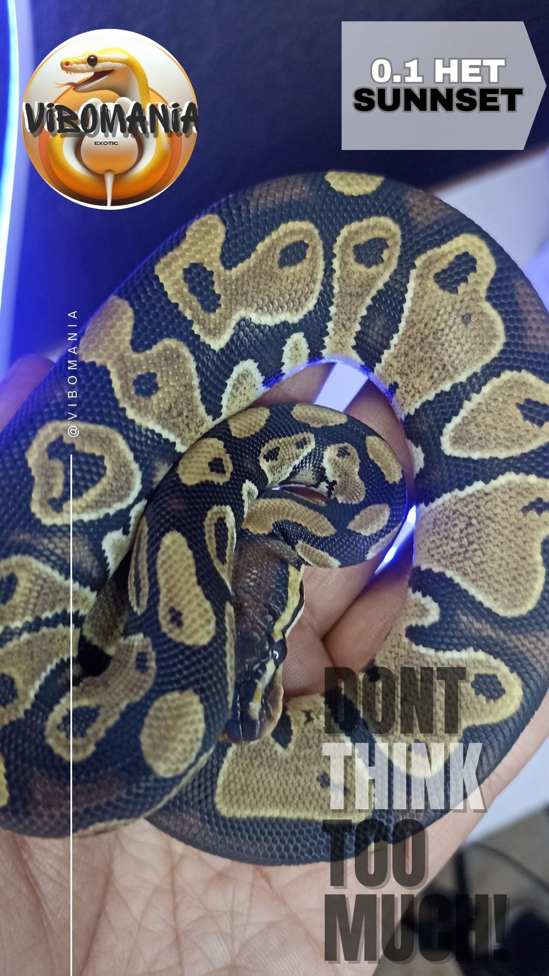 piton bola Vibomania