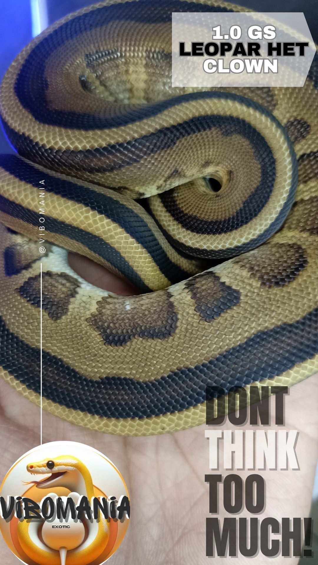 piton bola Vibomania