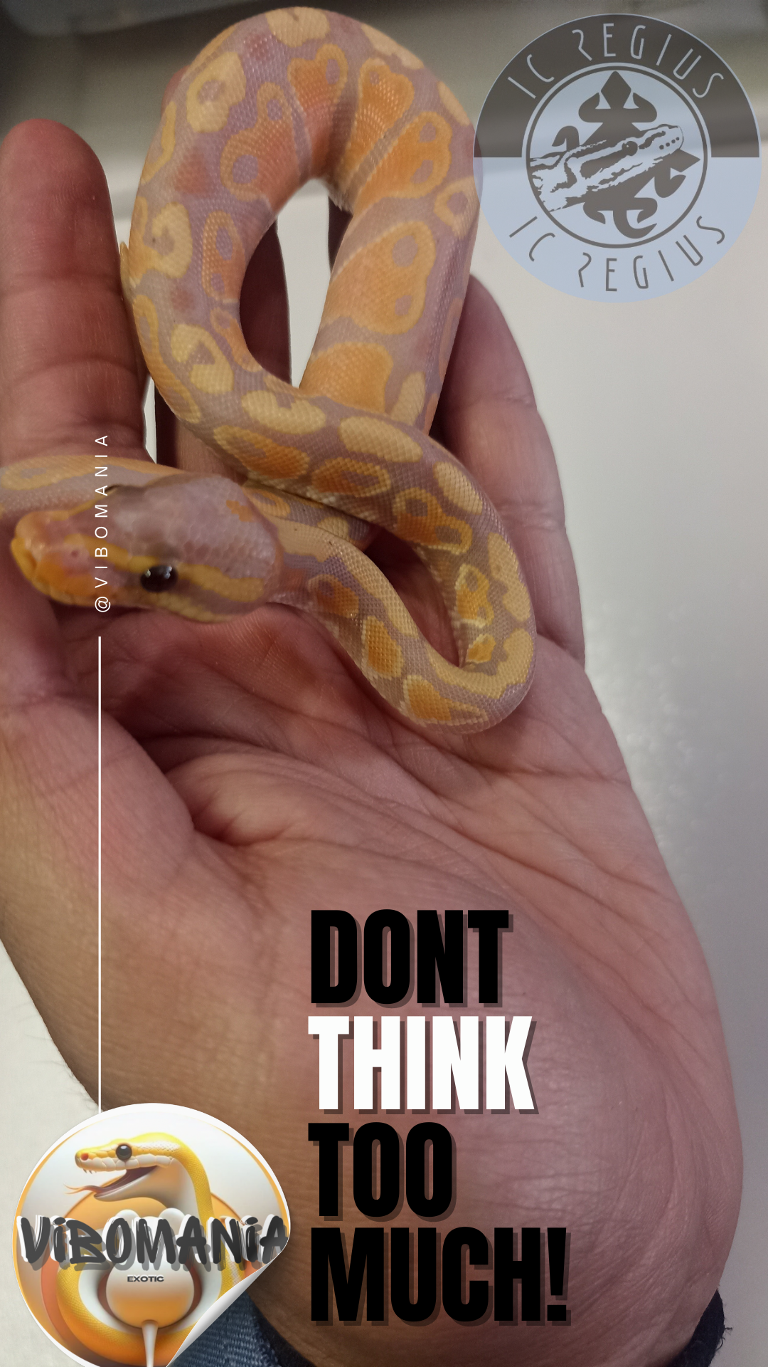 piton bola Vibomania