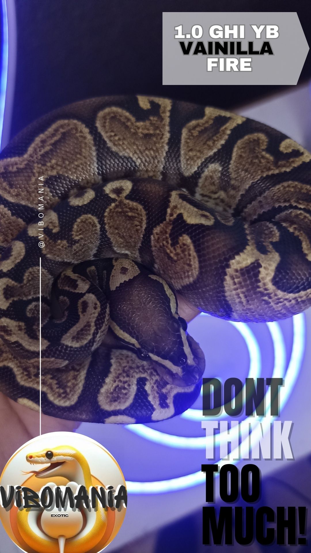 piton bola Vibomania