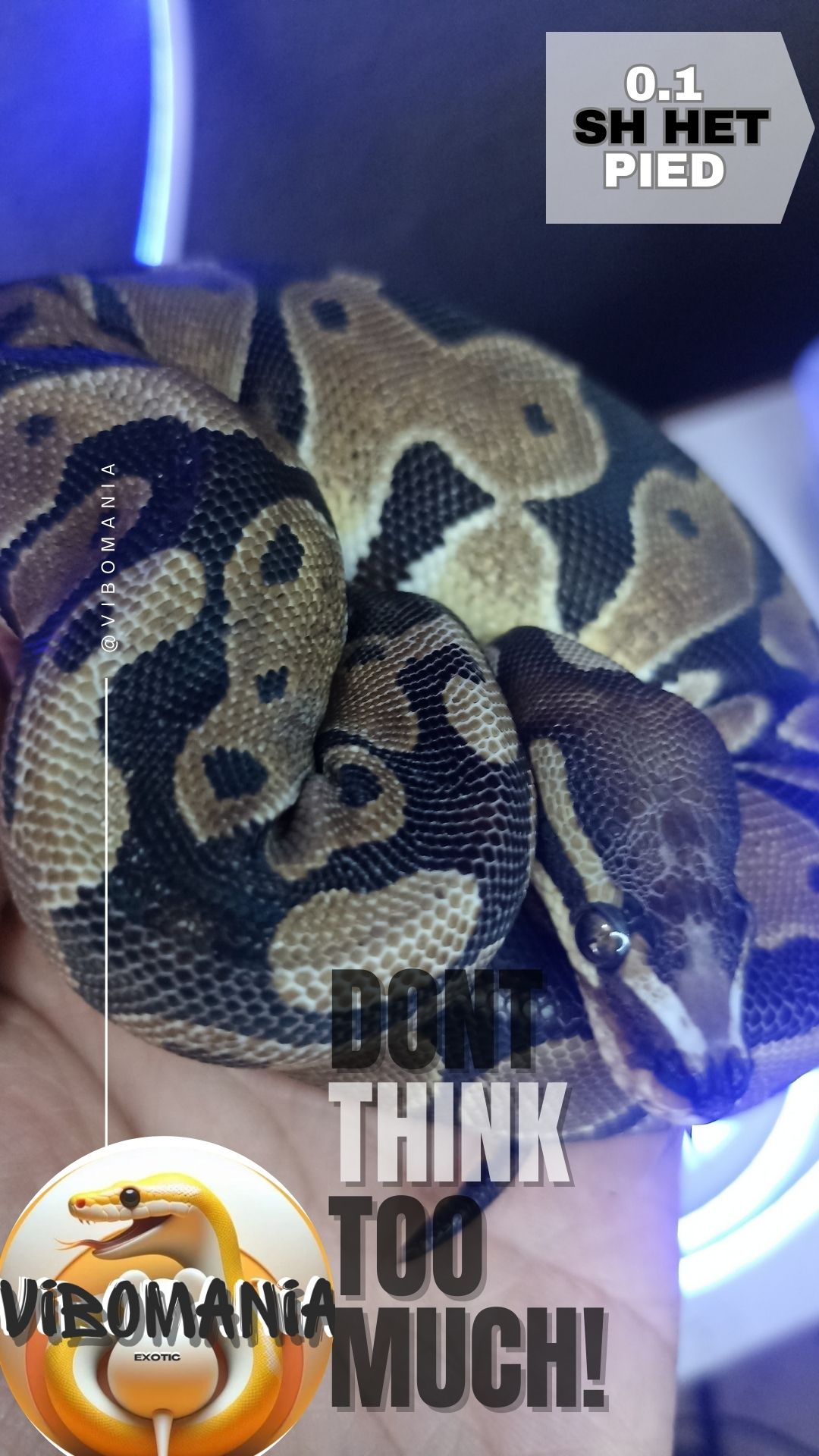 piton bola Vibomania