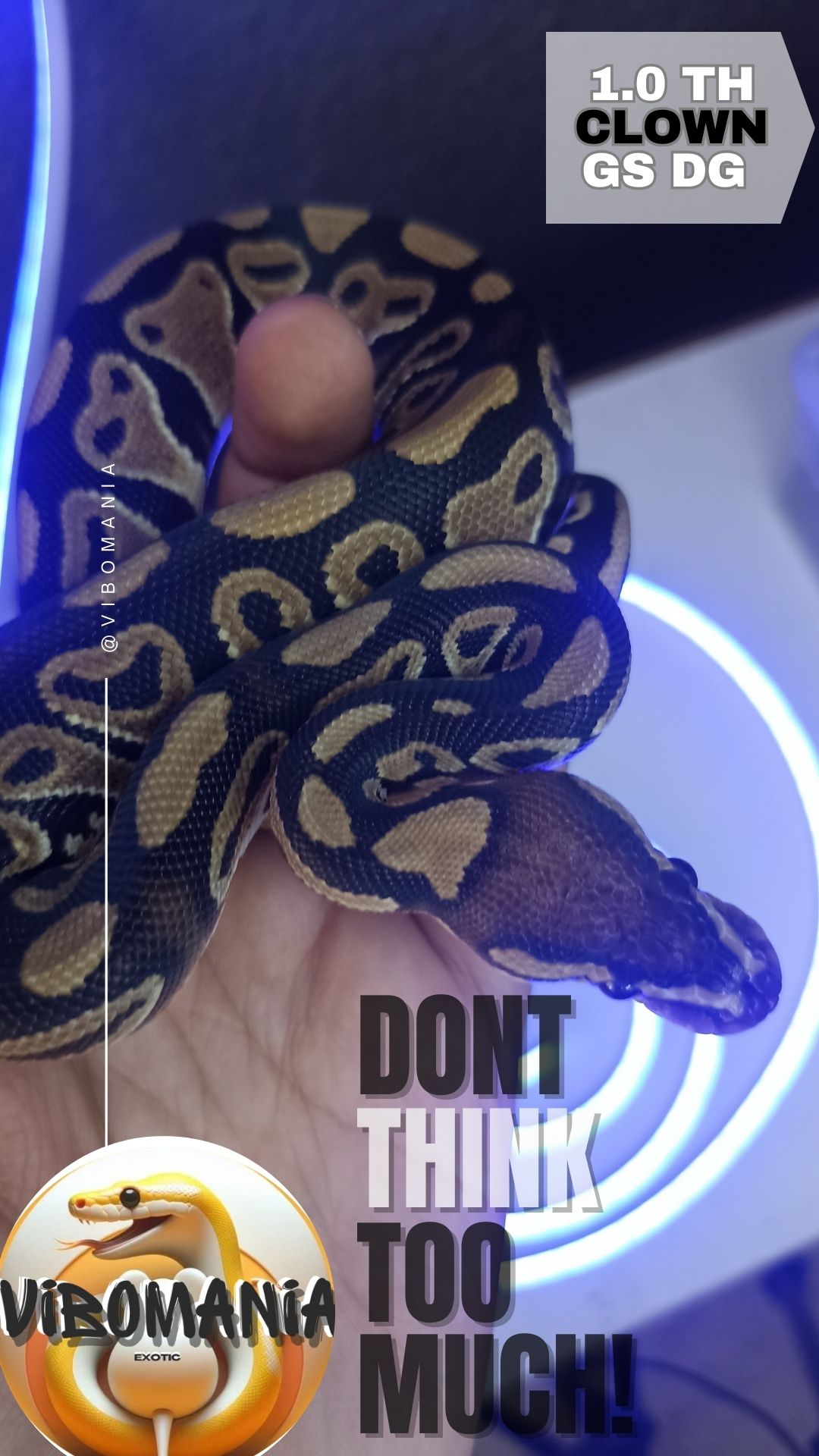 piton bola Vibomania