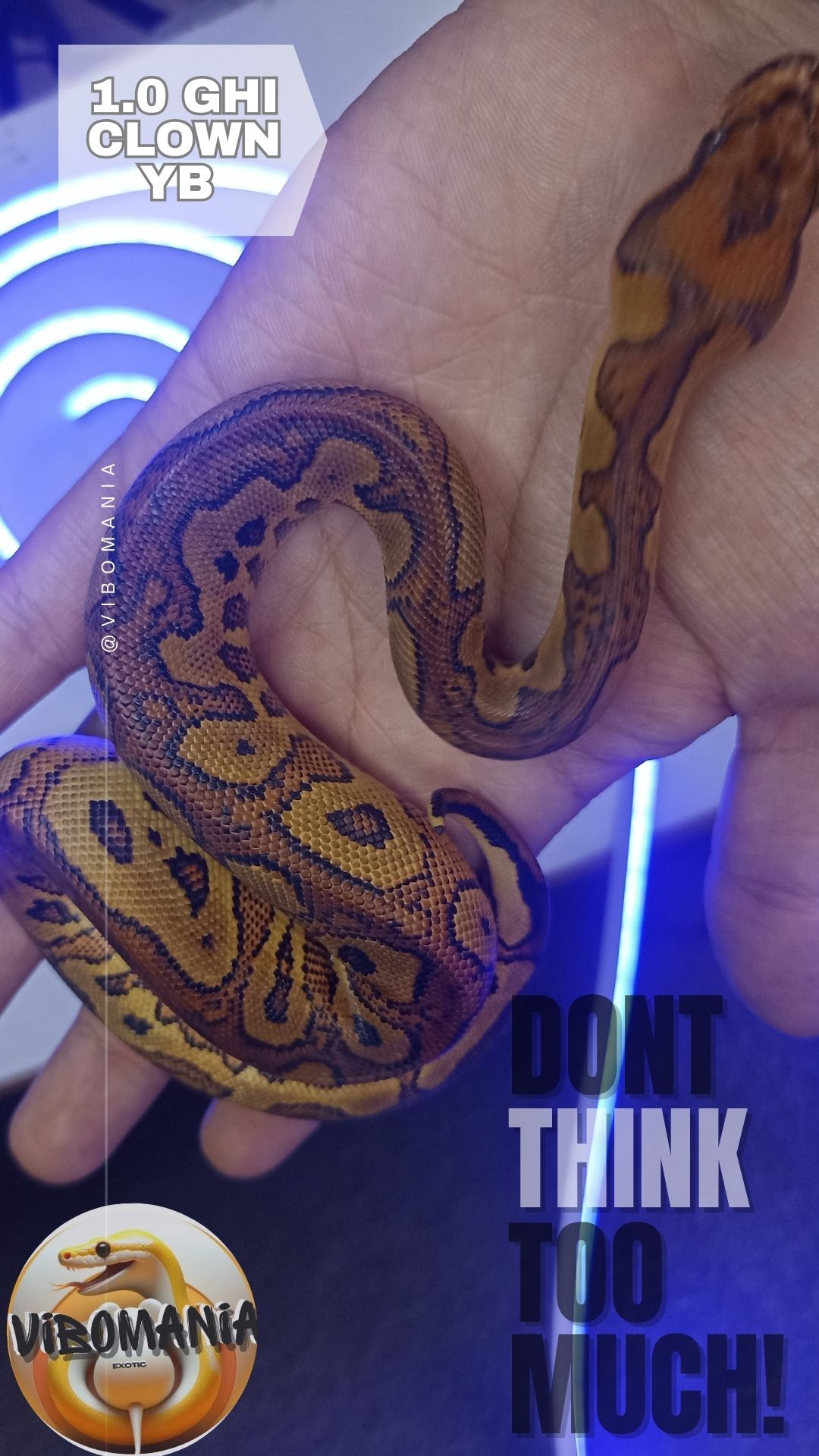 piton bola Vibomania