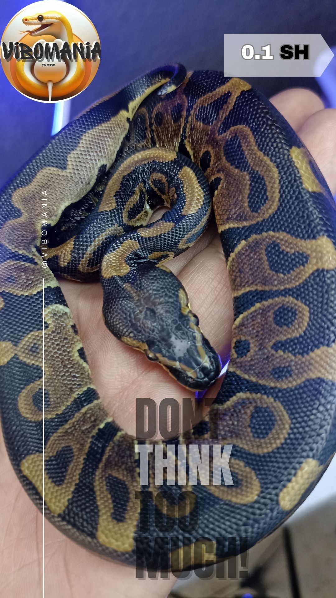 piton bola Vibomania