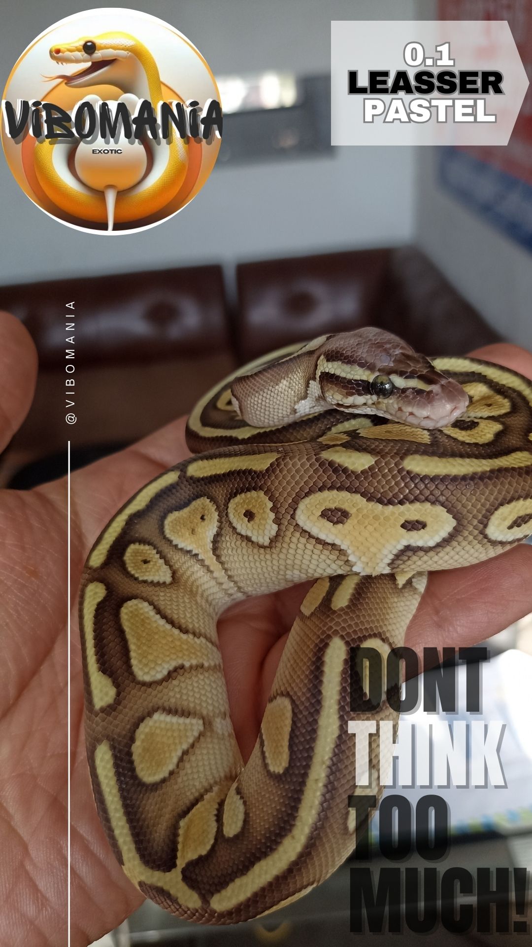 piton bola vibomania