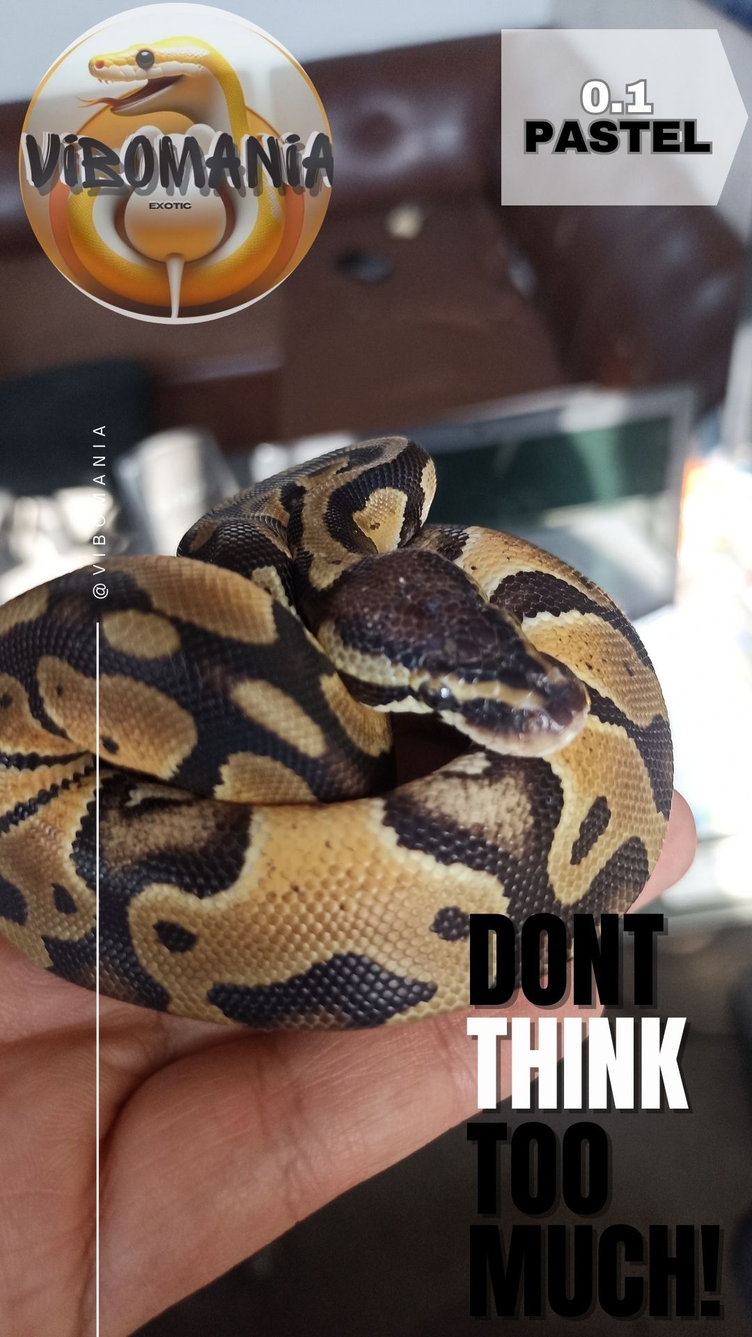 piton bola vibomania