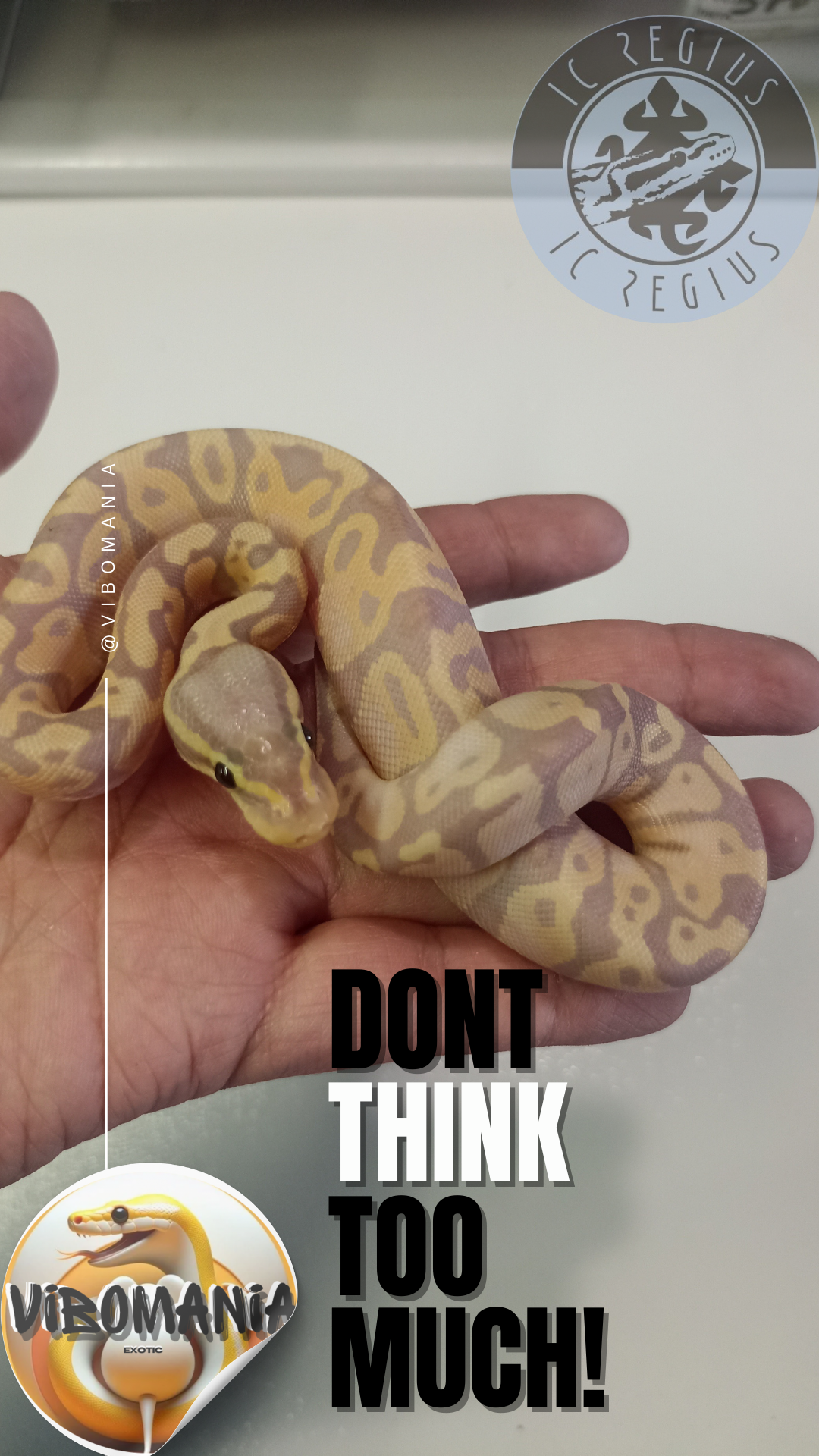 piton bola Vibomania