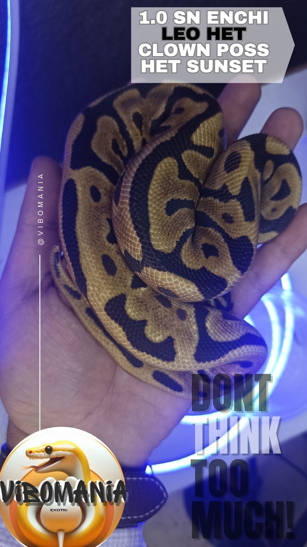 piton bola vibomania