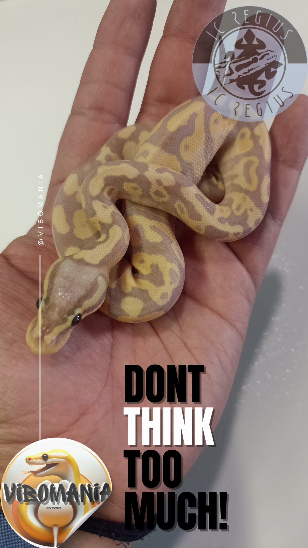 piton bola Vibomania