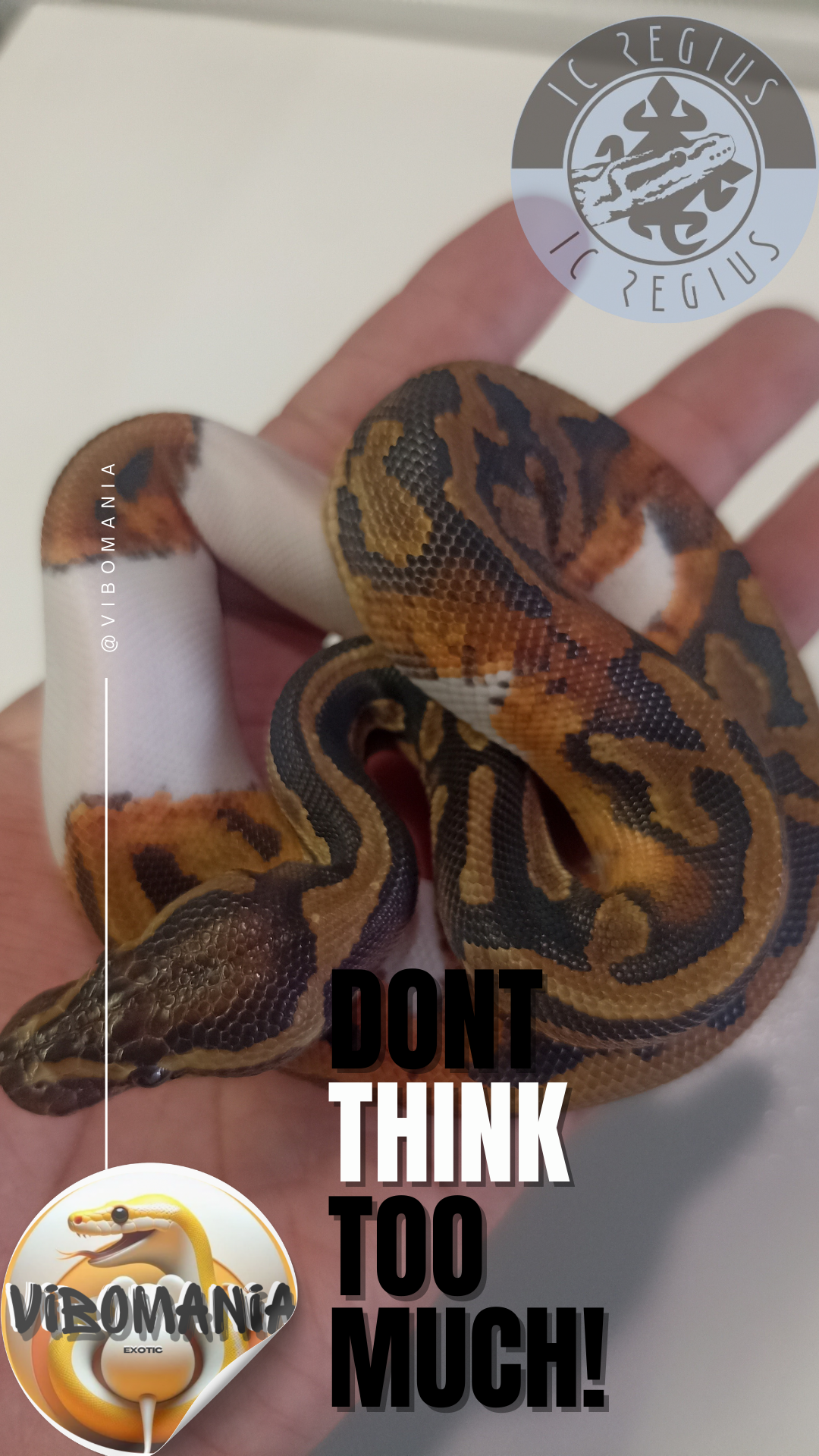 piton bola Vibomania