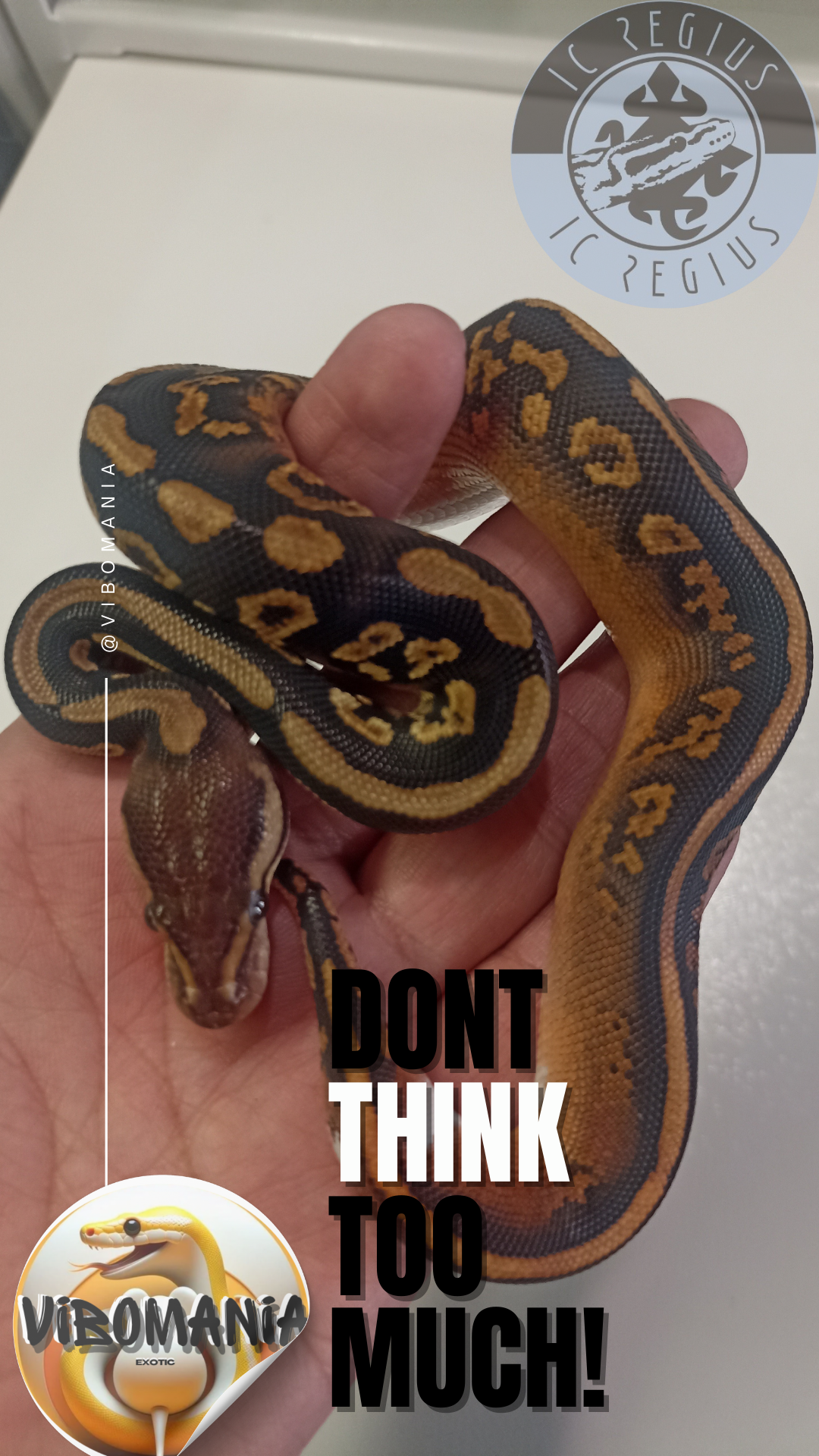 piton bola Vibomania