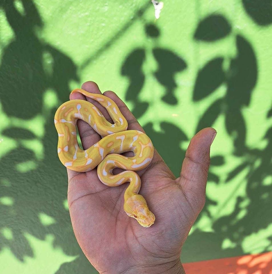 piton bola Mexico VIboMania