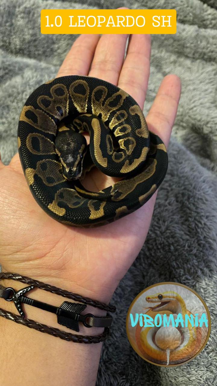 piton bola Vibomania